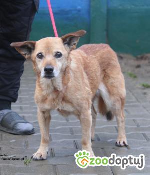 Do adopcji Nowy Dwór Mazowiecki