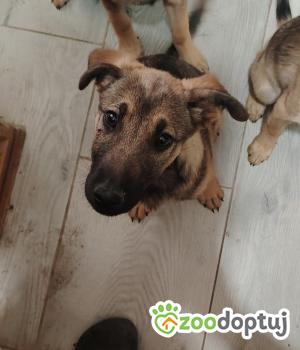 Do adopcji Warszawa