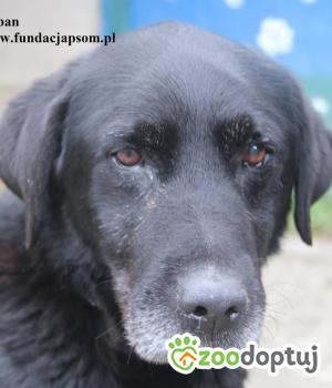 Do adopcji Nowy Dwór Mazowiecki