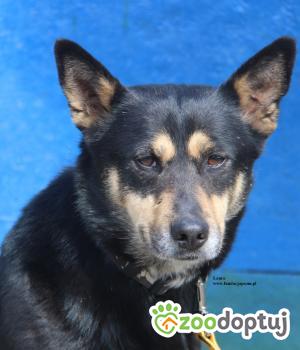 Do adopcji Nowy Dwór Mazowiecki