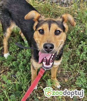 Do adopcji Głogów