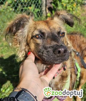 Do adopcji Stalowa Wola