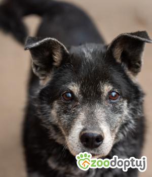Do adopcji Warszawa