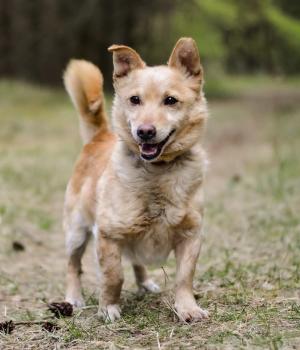 Do adopcji Białobrzegi