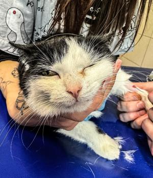 Do adopcji Wrocław