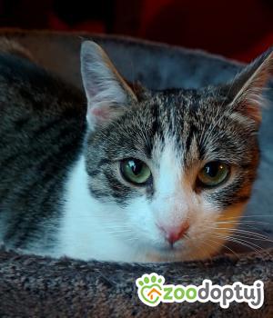 Do adopcji Rybnik