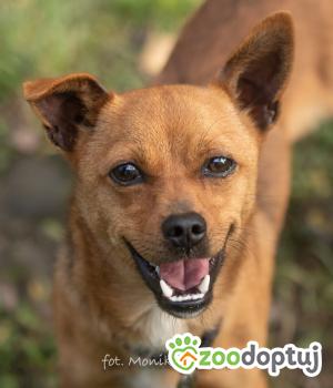 Do adopcji Myślenice