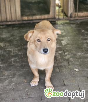 Do adopcji Chełm
