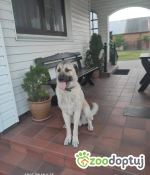 Do adopcji Zduny