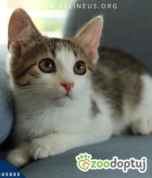 Do adopcji Rzeszów
