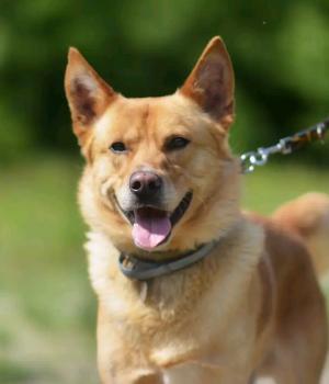 Do adopcji Warszawa