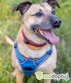 Do adopcji Głogów