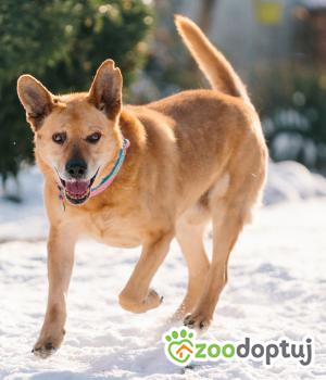 Do adopcji Warszawa