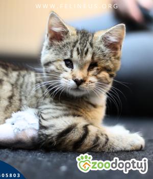 Do adopcji Rzeszów