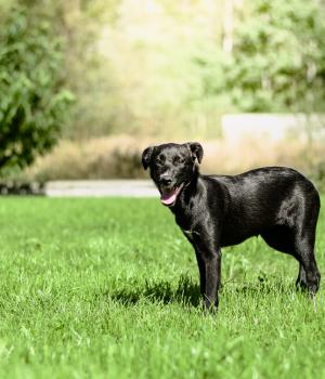 Do adopcji Białobrzegi