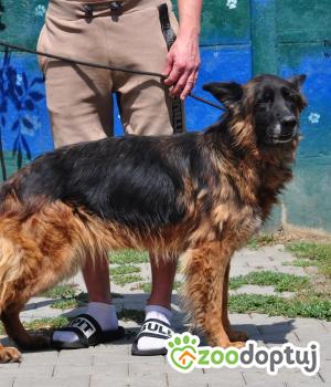 Do adopcji Nowy Dwór Mazowiecki