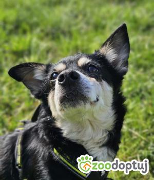 Do adopcji Stalowa Wola