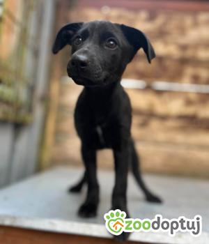Do adopcji Olsztyn