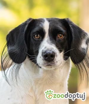 Do adopcji Warszawa