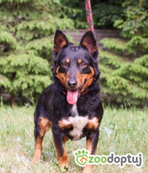 Do adopcji Zgierz