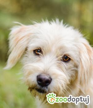 Do adopcji Radom