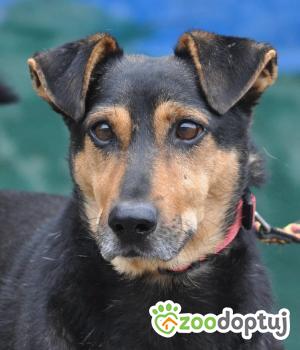 Do adopcji Nowy Dwór Mazowiecki