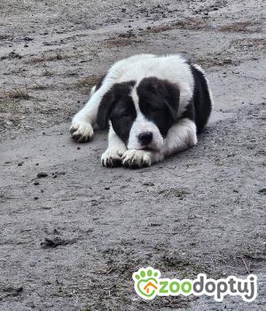 Do adopcji Sucha Beskidzka