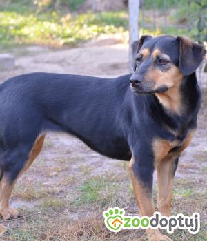Do adopcji Poznań