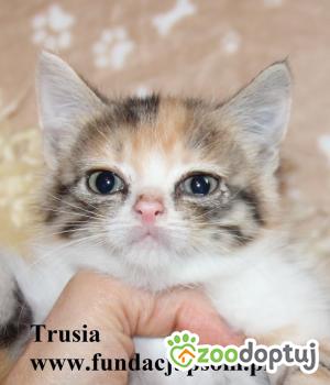 Do adopcji Nowy Dwór Mazowiecki