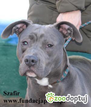 Do adopcji Nowy Dwór Mazowiecki