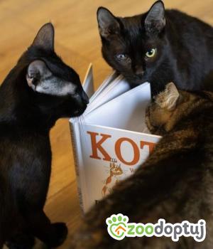 Do adopcji Wrocław