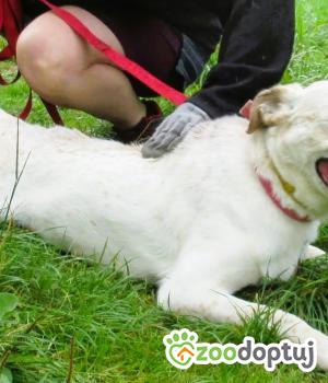Do adopcji Łódź