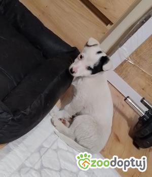 Do adopcji Radziejów