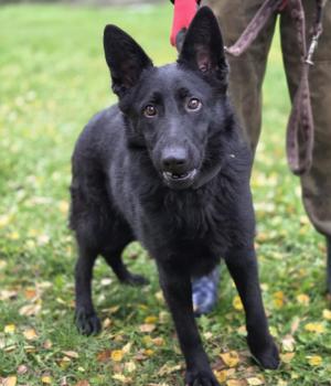 Do adopcji Zgierz