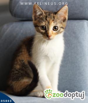 Do adopcji Rzeszów