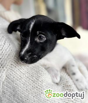 Do adopcji Warszawa