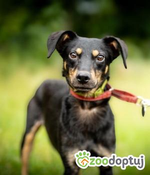 Do adopcji Warszawa