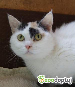 Do adopcji Warszawa
