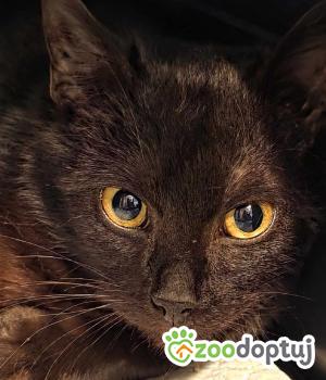 Do adopcji Cieszyn