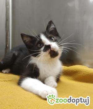 Do adopcji Poznań