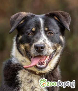 Do adopcji Sompolno