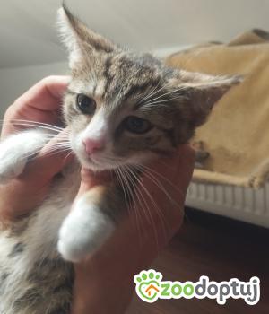 Do adopcji Poznań