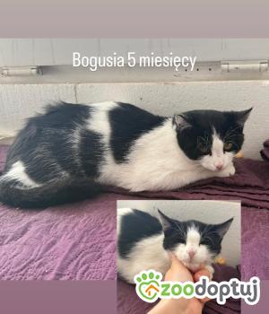 Do adopcji Warszawa