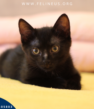 Do adopcji Rzeszów