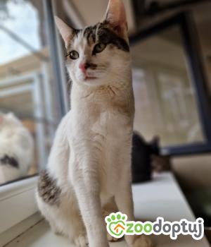 Do adopcji Cieszyn