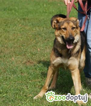 Do adopcji Zgierz
