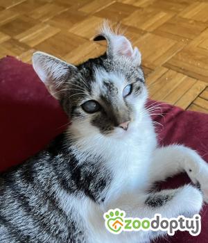 Do adopcji Warszawa