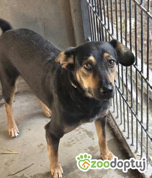 Do adopcji Zgierz