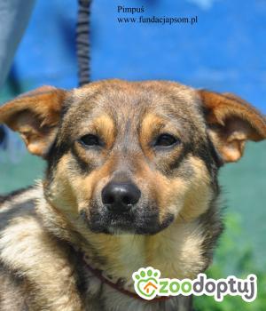 Do adopcji Nowy Dwór Mazowiecki