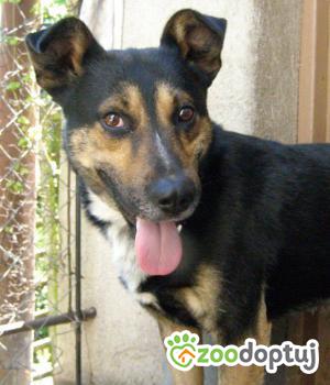 Do adopcji Sępólno Krajeńskie